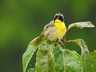 Wall Mural - A common yellowthroat perched on the limb of a wet woodland shrub following a rainstorm. Bombay Hook National Wildlife Refuge, Kent County, Delaware. 