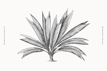 Geonoma palm in engraving style. Hand-drawn tropical plant. Vintage botanical illustration on a light isolated background.