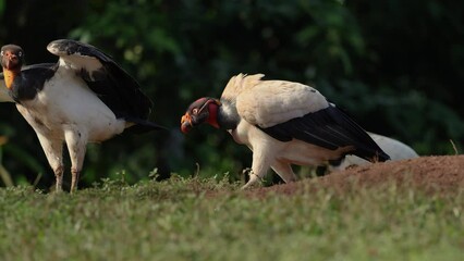 Sticker - King vulture in the rainforest of Costa Rica 