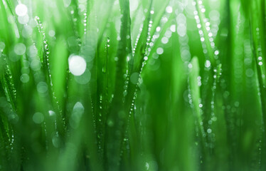 Wall Mural - fresh spring grass covered with morning dew drops. vibrant colors with shallow dof and shiny water d