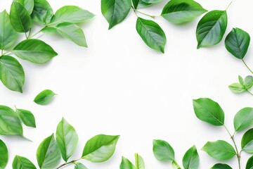 Poster - Green leaves on white background