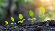 © Виктория Лапина - Five Tiny Saplings Emerging From Dark Soil in Early Morning Sunlight