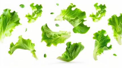 Wall Mural - falling lettuce salad leaves isolated on white background hyperrealistic png file