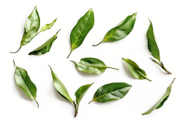 Wall Mural - Tea leaves on white surface from above