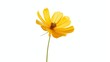 © Bijac - graceful yellow cosmos flower blooming in isolation on pure white background minimalist floral illustration