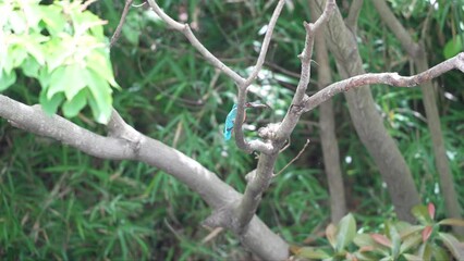 Poster - common kingfisher in a pond