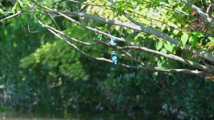 Poster - common kingfisher in a pond