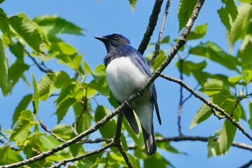 Wall Mural - blue and white flycatcher in a forest