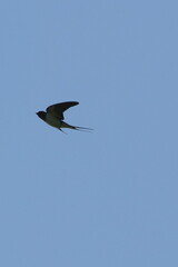 Sticker - barn swallow in flight