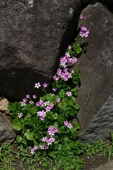 Sticker - Oxalis corymbosa (Oxalis debilis) flowers. Oxalidaceae perennial plants native to South America. Five-petal pink flowers bloom from spring to early summer.