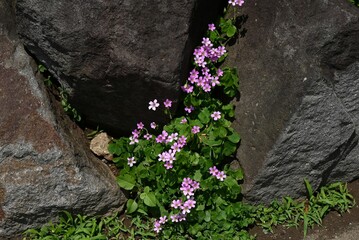 Poster - Oxalis corymbosa (Oxalis debilis) flowers. Oxalidaceae perennial plants native to South America. Five-petal pink flowers bloom from spring to early summer.