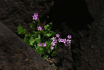 Canvas Print - Oxalis corymbosa (Oxalis debilis) flowers. Oxalidaceae perennial plants native to South America. Five-petal pink flowers bloom from spring to early summer.