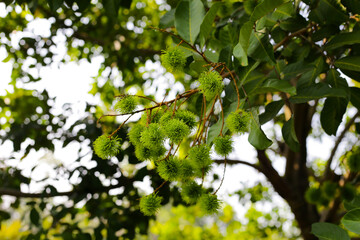 Sticker - Rambutan on tree, Young green fruits