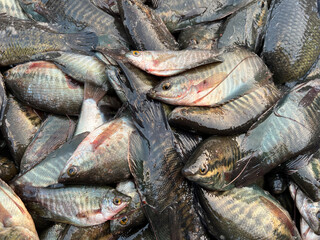 Canvas Print - fresh Gourami fish for sale in the market.