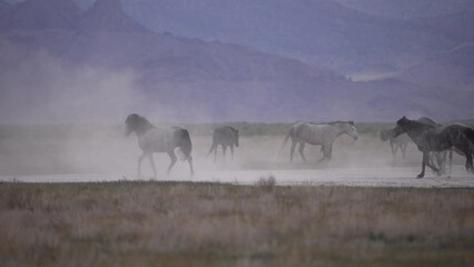 Wall Mural - Wild Horses running through the dusty desert landscape in Utah.