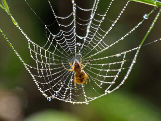spider sleeping on web