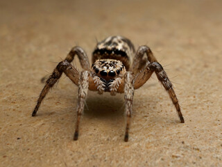 spider on the ground