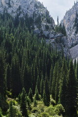 Wall Mural - landscape with a beautiful fir spruce forests in the Tien Shan mountains in Kazakhstan in summer. Top view from a drone