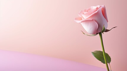 Wall Mural - minimalist pink background rose