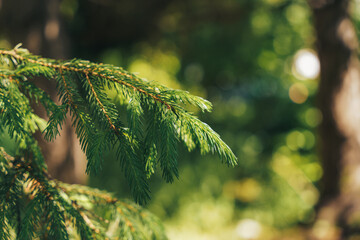 Wall Mural - in the photograph, there is a fir branch with dense green needles. the needles are thin, sharp, and 
