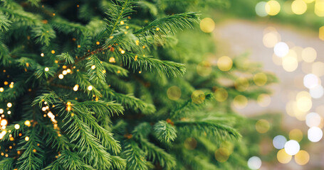 Wall Mural - a close-up of a young fir branch with a garland in the summer.