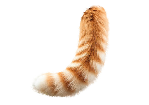 cat tail pats