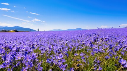 Sticker - nature purple flowers isolated