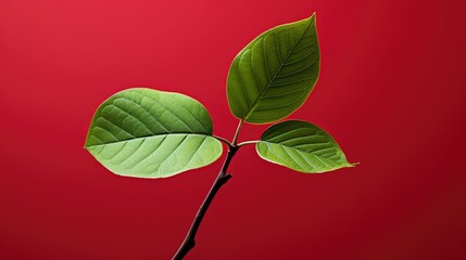 Canvas Print - red leaf plum isolated