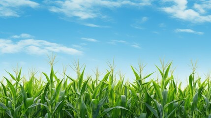 Wall Mural - landscape agriculture corn background