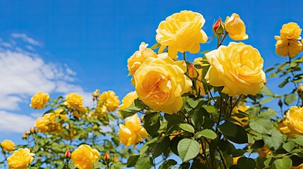 contrast yellow rose bush