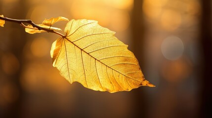 Canvas Print - leaf golden glow