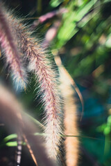 Wall Mural -  The leaf Pennisetum purpureum sheath is large, long,This type of Pennisetum purpureum belongs to the herbaceous family,