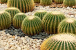 © schankz - Cacti grow in the arboretum