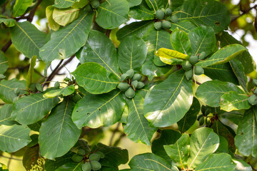 Wall Mural - Indian almonds on the tree. Close-up