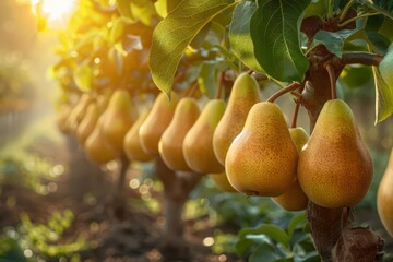 Wall Mural - stunningly beautiful garden with pear trees at dawn in the golden hour. abundance of ripe large fruits on the branches. yellow pears. harvesting.