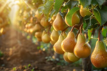 Wall Mural - orchard with yellow pears in the golden hour. harvest season.