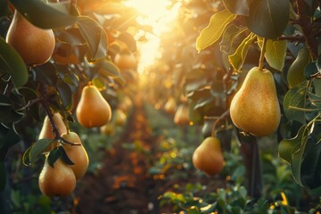Wall Mural - stunning pear garden with rows of trees, an abundance of yellow ripe pears on branches with green leaves, sunlight passes through the branches