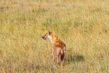 Canvas Print - Laughing hyena in the grass on the savanna