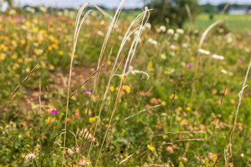 Poster - Feather grass and wildflowers on a meadow in the summer