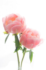 Wall Mural - fresh peony on the white