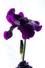 Poster - iris flower on the white background