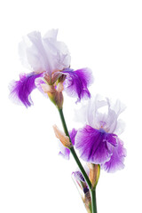 Poster - iris flower on the white background