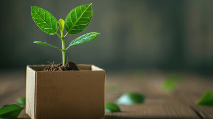 Aufkleber - Elegant cardboard box featuring a sprouting plant, simple background. Generative AI.