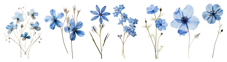 Wall Mural - PNG Blue wildflower Pressed flower  cut out element set