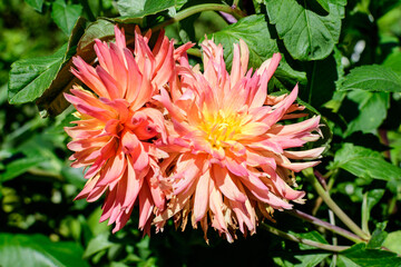 Two beautiful large vivid orange dahlia flowers in full bloom on blurred green background, photographed with soft focus in a garden in a sunny summer day.