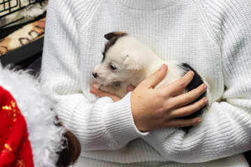 Woman in white sweater cuddles small puppy, showing comfort and companionship