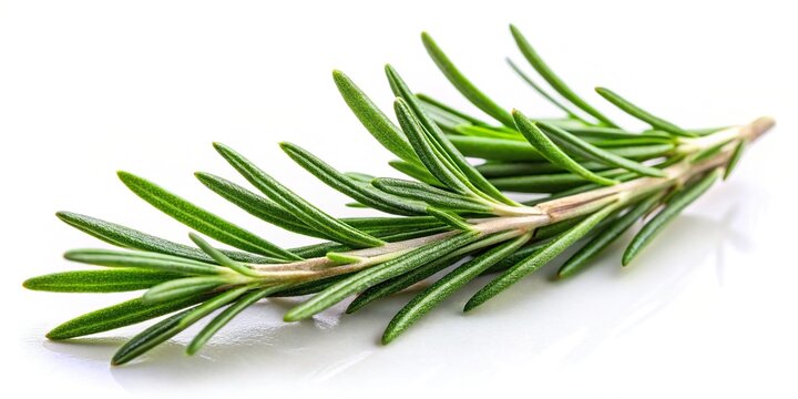 Rosemary sprig isolated on a background, Herb, aromatic, ingredient, culinary, green, fresh, plant, botanical, cooking, kitchen, seasoning, natural, organic, healthy, spice, edible, leaf