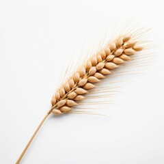 a stalk of wheat on a white background