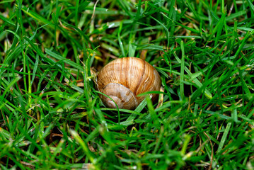 A red snail in the garden, eating grass, close-up shot.