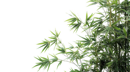 Fresh green bamboo leaves stand out on transparent background. Generative ai illustration.